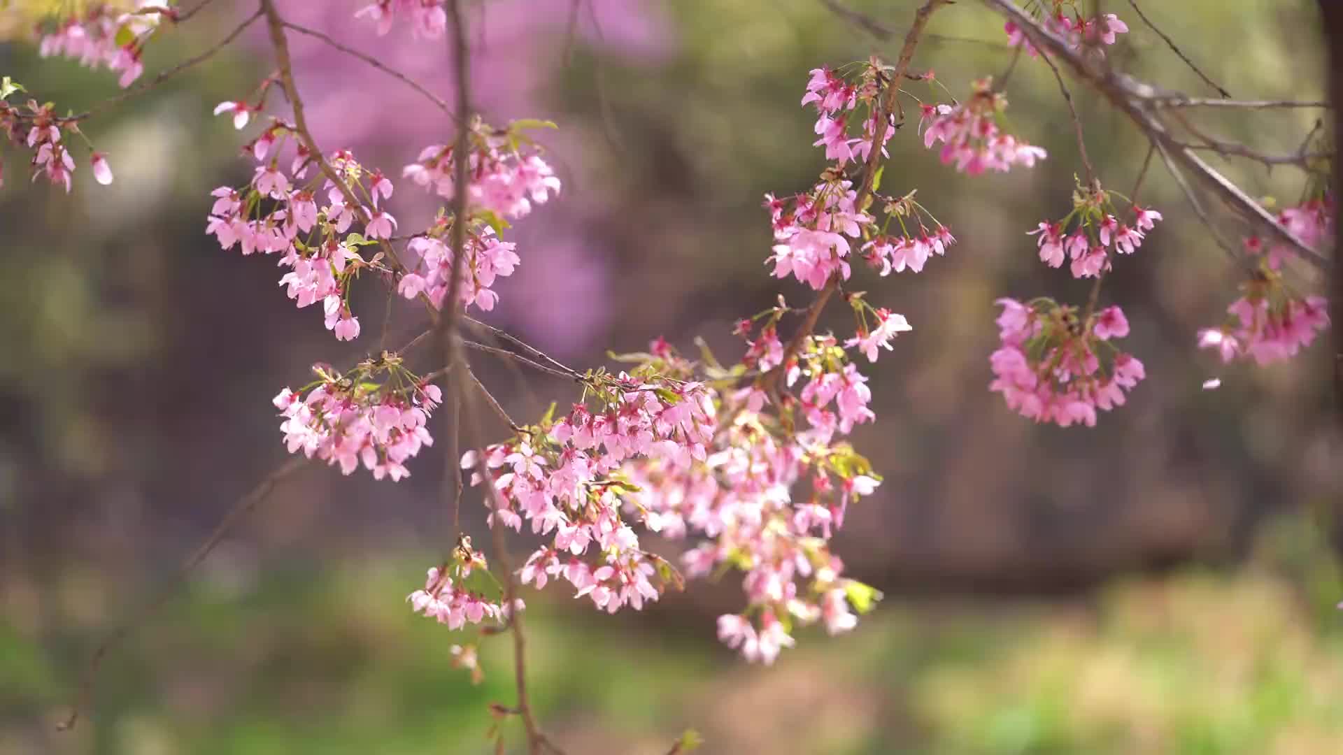 楚风樱海生态园